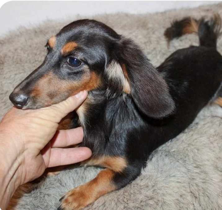 Photo of Gracie