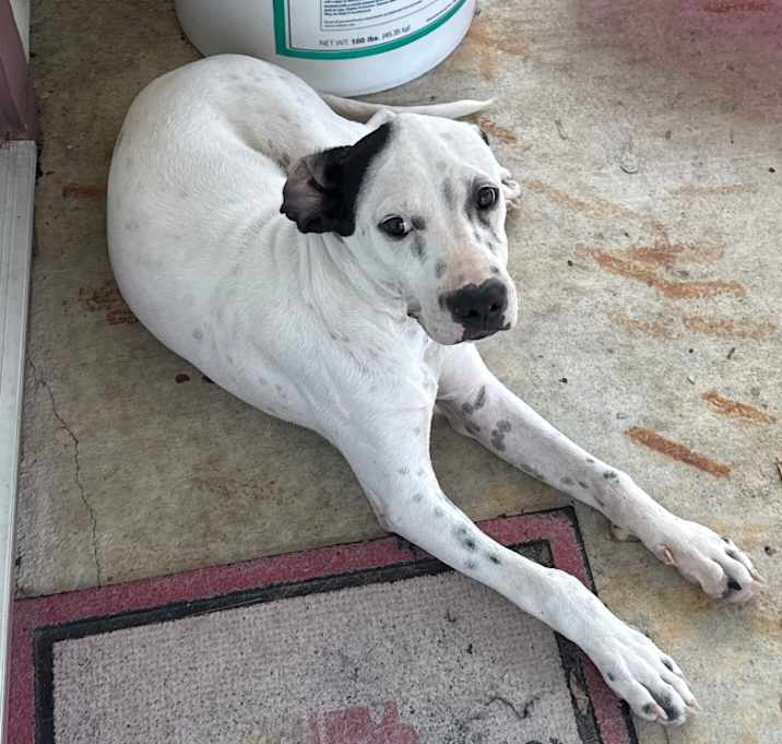 Photo of Diesel