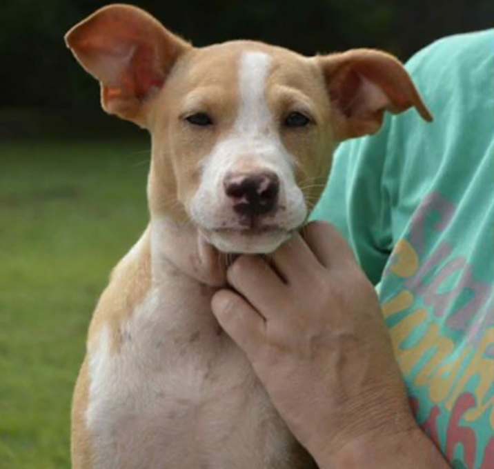 Photo of EITHAN/URGENT