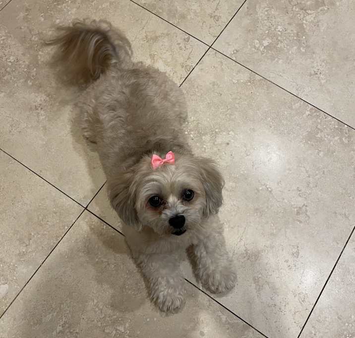 Photo of Coco