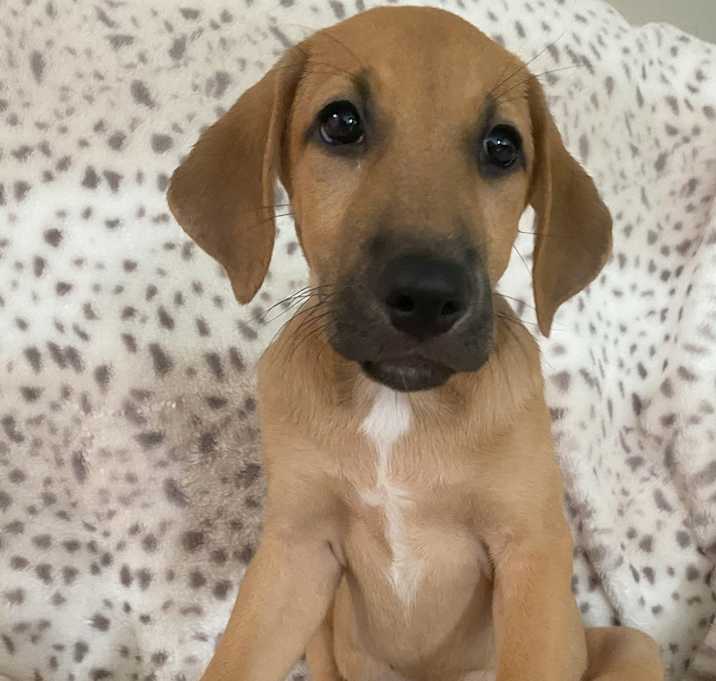 Photo of Ginger