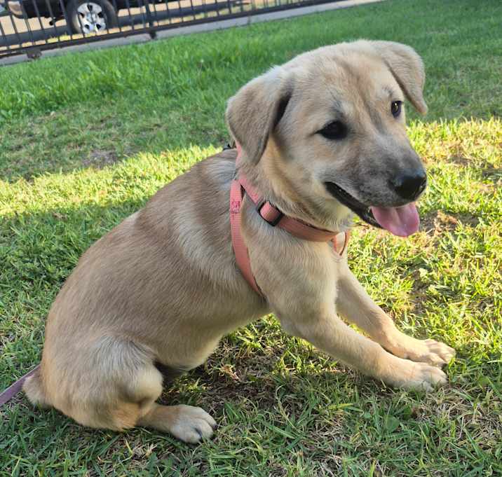 Photo of Pup's