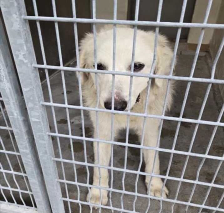 Photo of SNOWBALL
