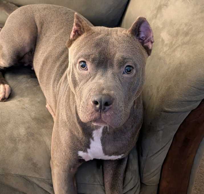 Photo of Onyx