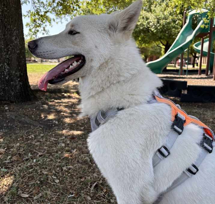 Photo of Nox