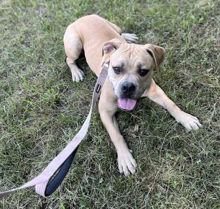 Photo of Hoagie