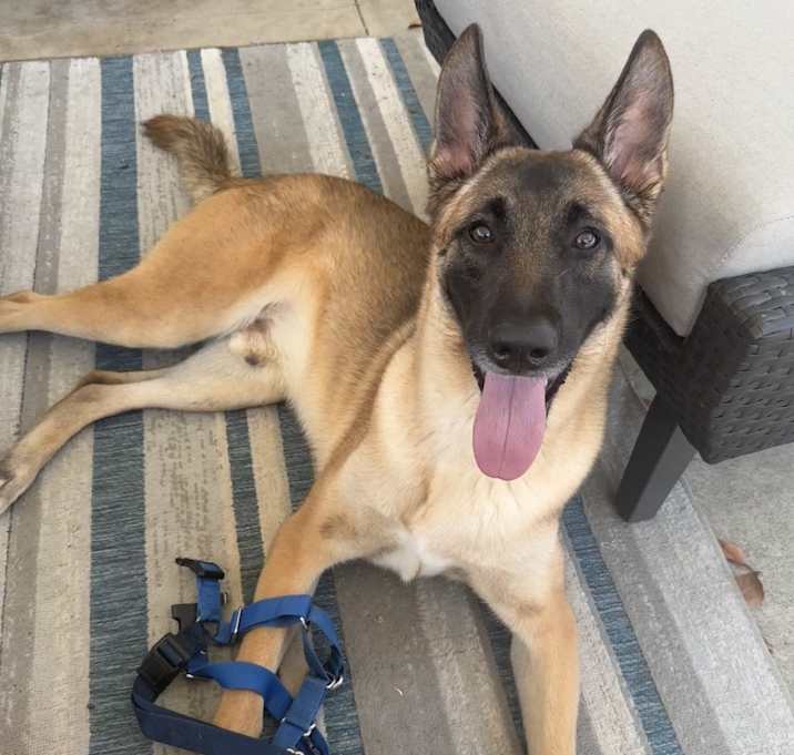 Photo of Dodger