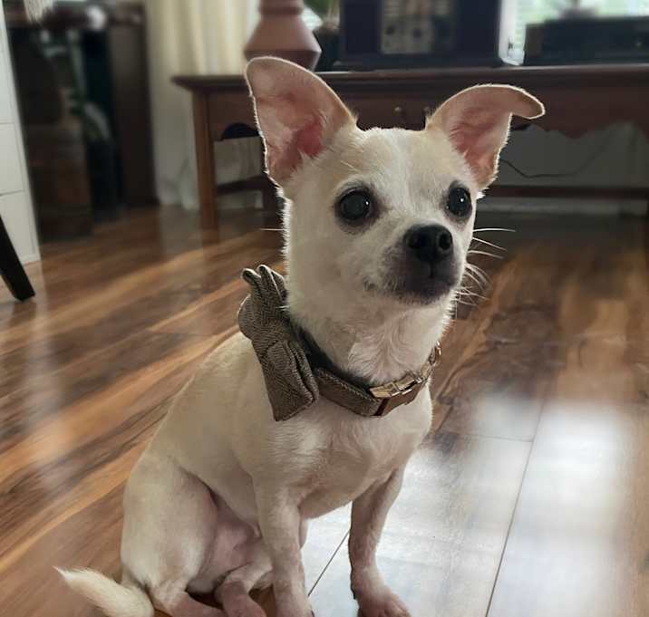 Photo of Louis