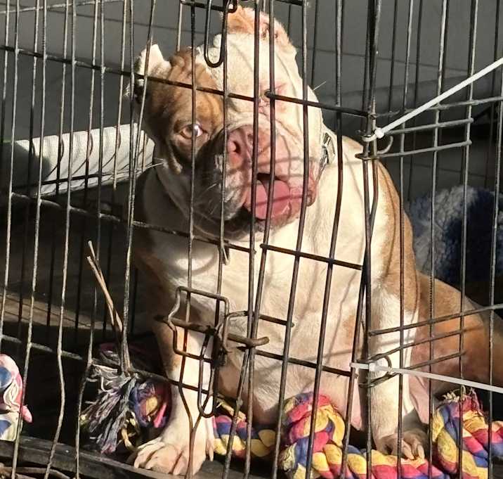 Photo of Stella