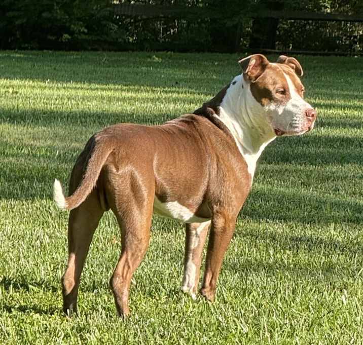 Photo of Buddy