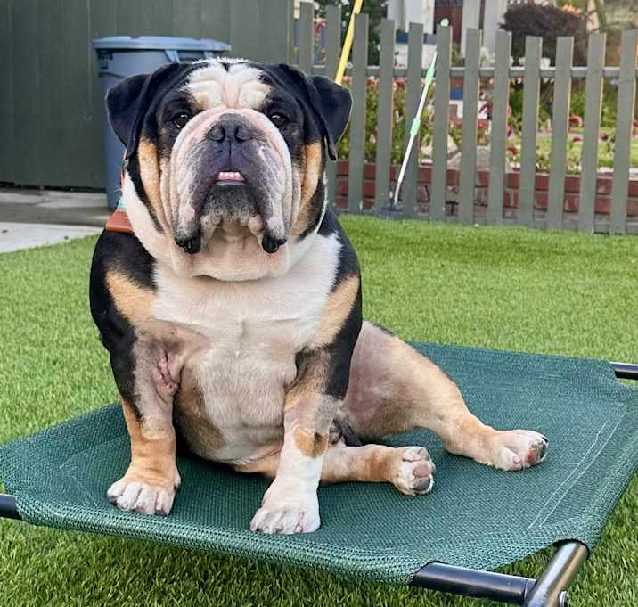 Photo of Bowser