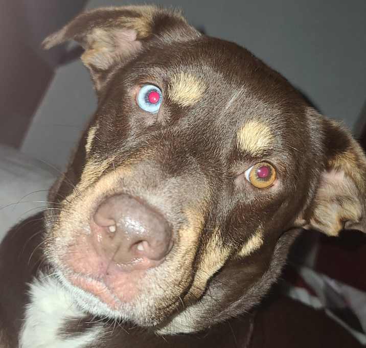 Photo of Mocha