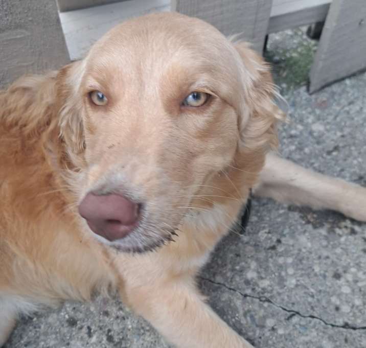 Photo of Rue