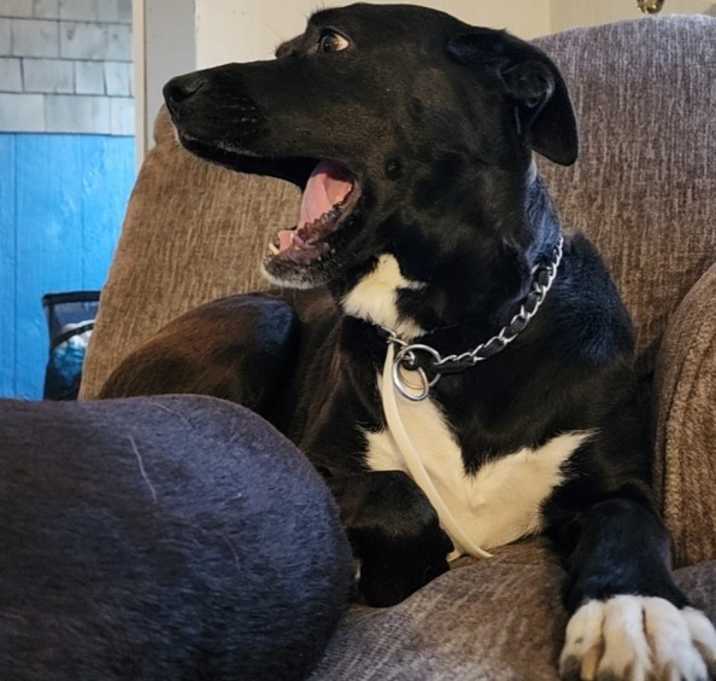 Photo of Oreo