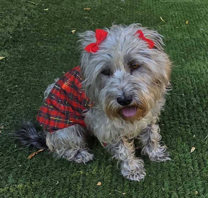 Photo of Priss