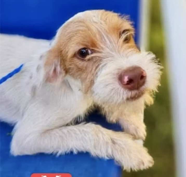 Photo of Tater Tot