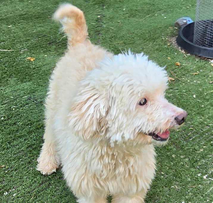 Photo of Benji