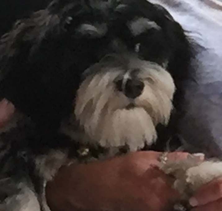 Photo of Sam
