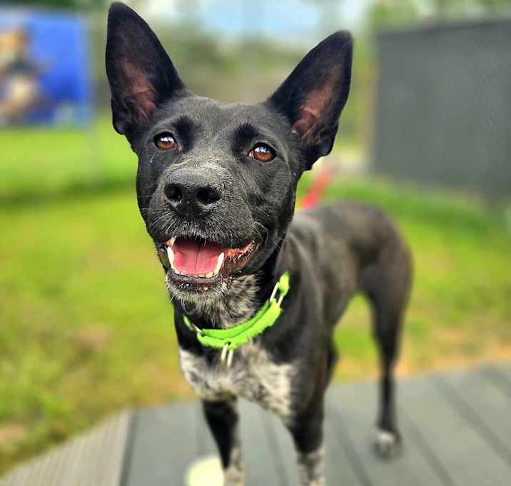 Photo of Siren