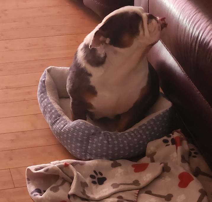 Photo of Peaches