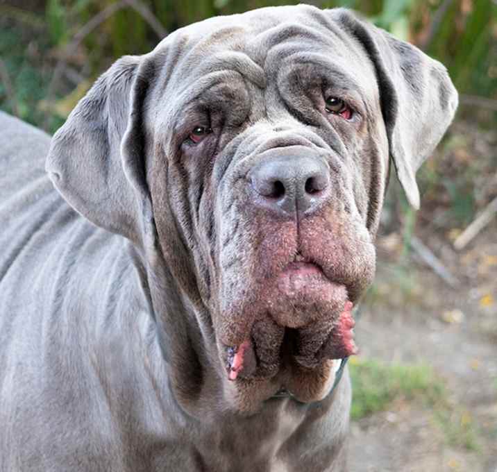Photo of Luna