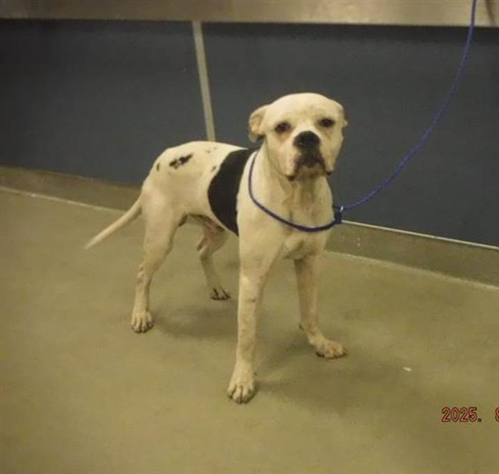 Photo of BRONCO