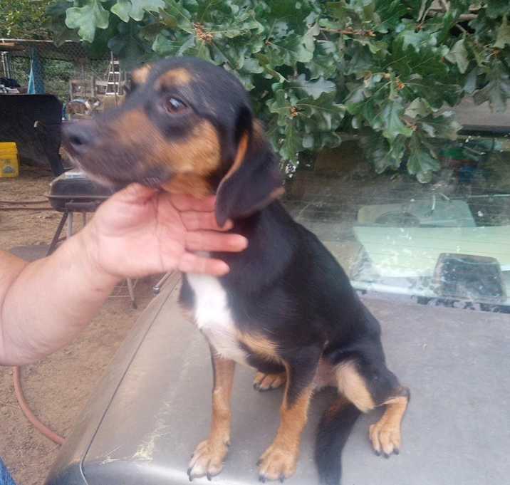 Photo of Skeeter