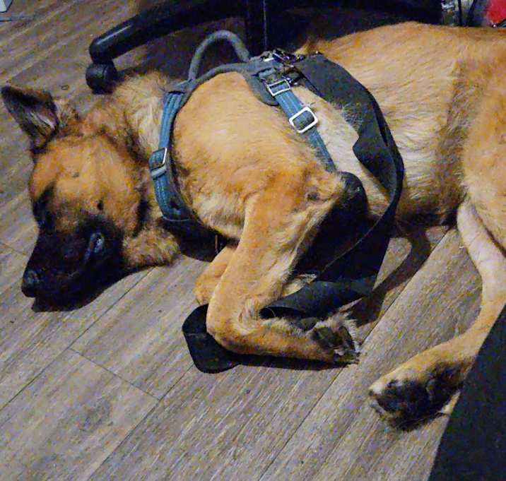 Photo of Moose