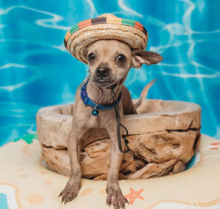 Photo of Whiskey