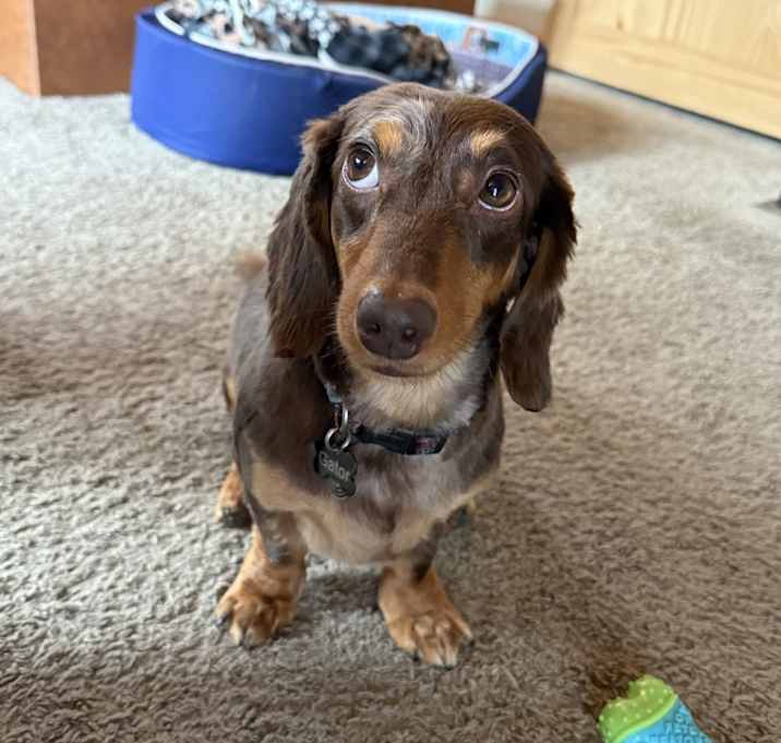 Photo of Gator