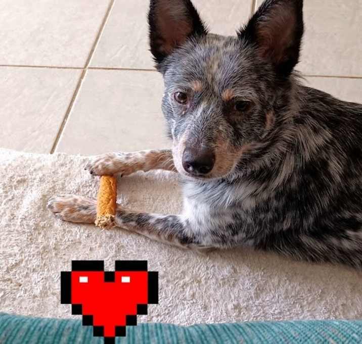 Photo of Harley
