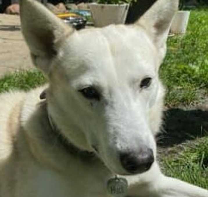 Photo of Huck