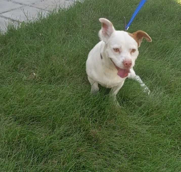 Photo of Snowball