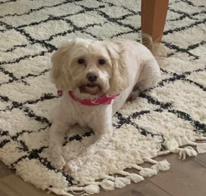 Photo of Max