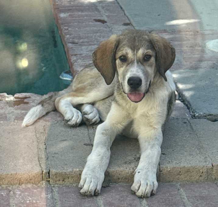 Photo of Athena