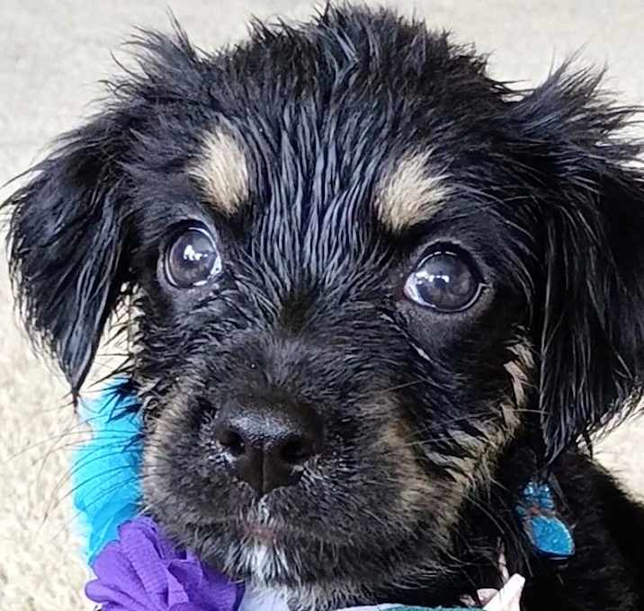 Photo of COCONUT