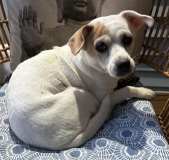 Photo of Petunia