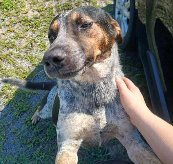 Photo of Rufus