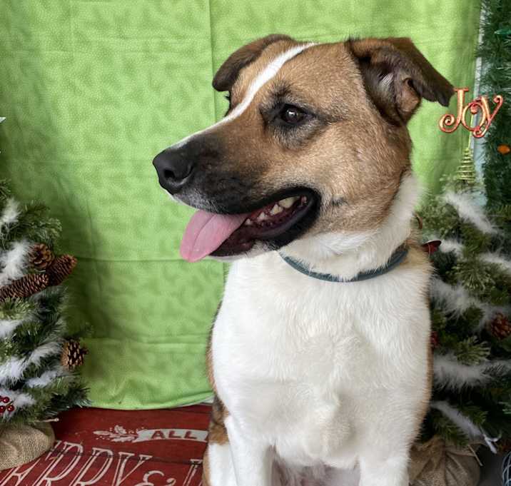 Photo of Scout