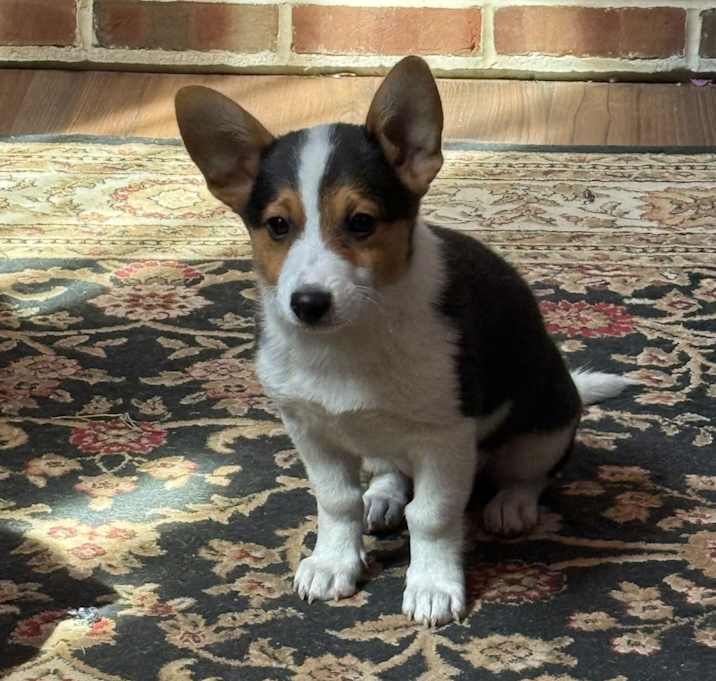 Photo of CORGO