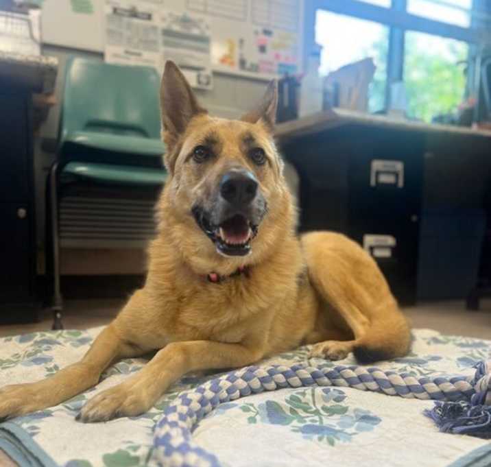Photo of Xena