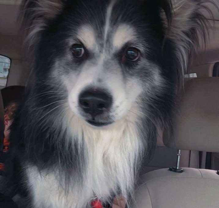Photo of Loki