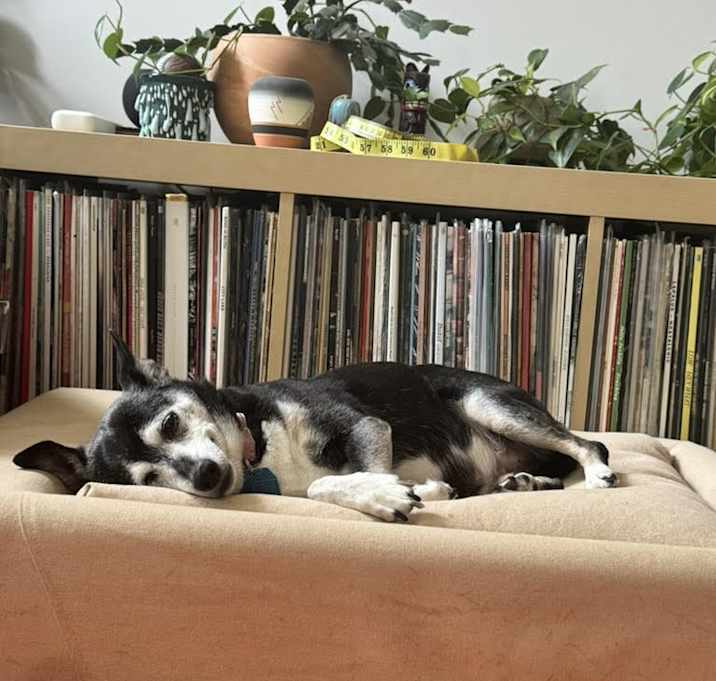 Photo of PePe LePew