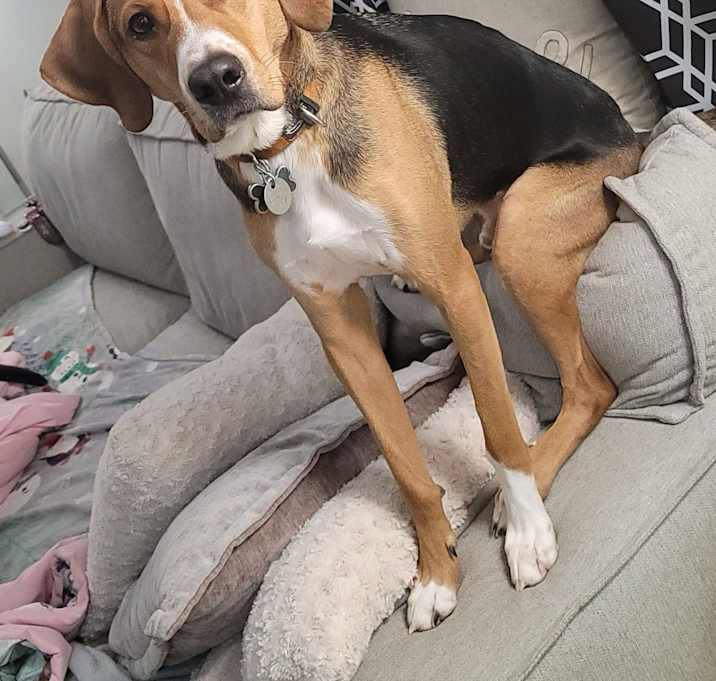Photo of Dodge