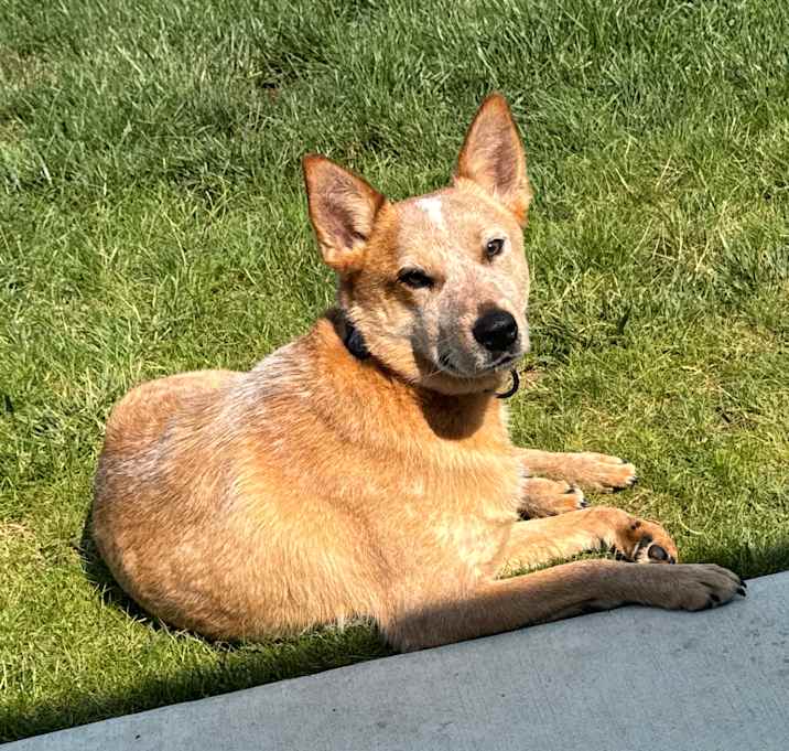 Photo of apollo