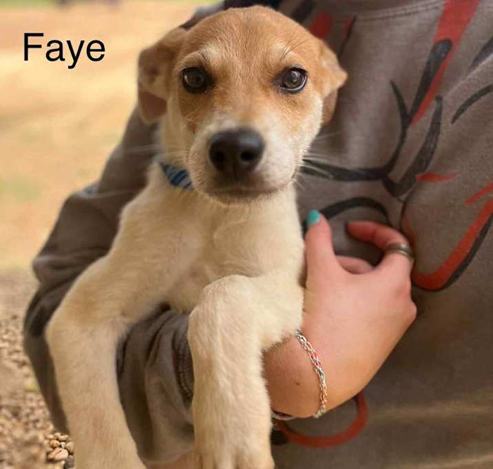 Photo of Faye