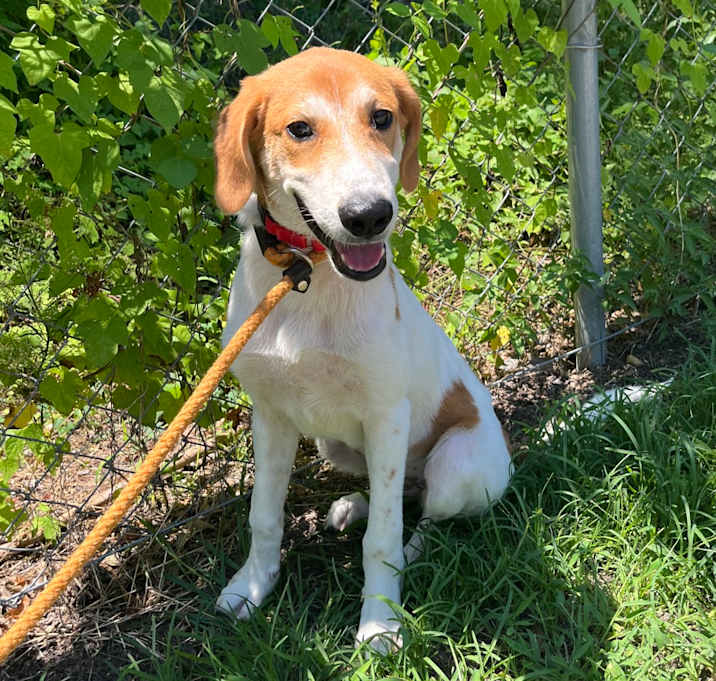 Photo of Atticus