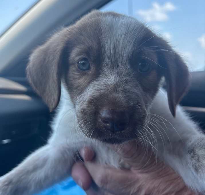 Photo of Sugar
