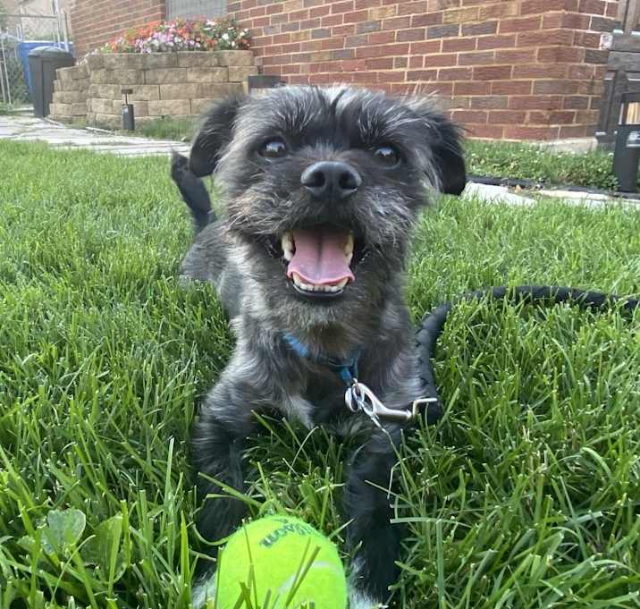Photo of Teddy