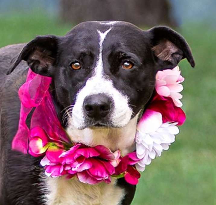 Photo of Bella AKA Izzy